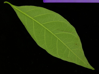 معرفی و راهنمای پرورش درختان میوه - رندیا فورموسا